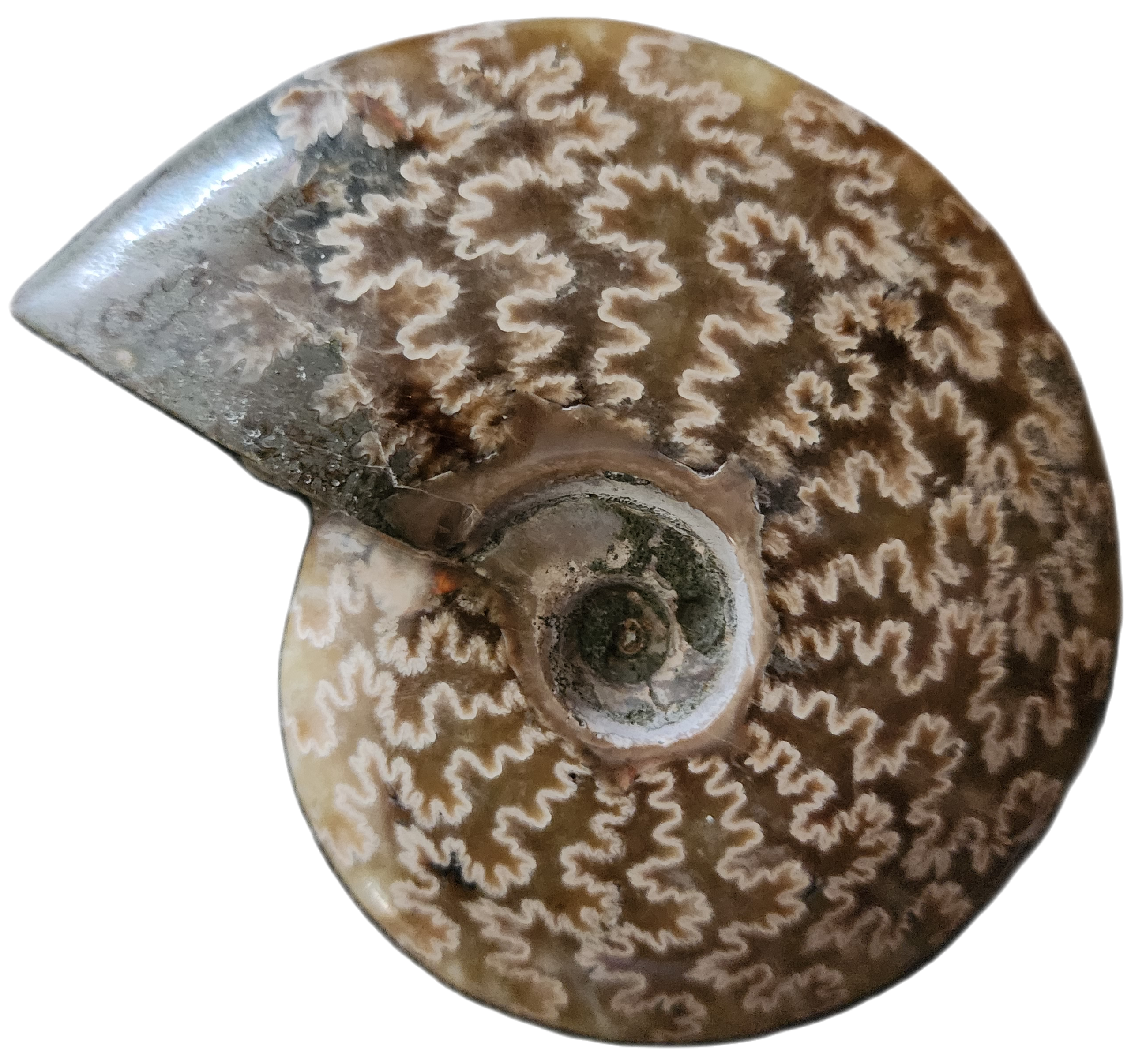 Huge! Beautiful Conch Ammonite Fossil