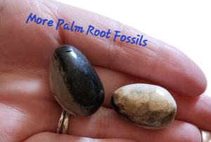 Palm Root Fossil