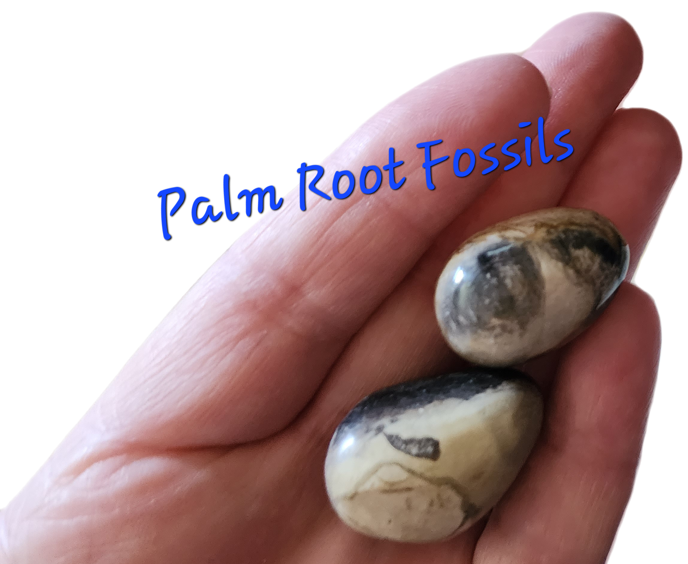 Palm Root Fossil