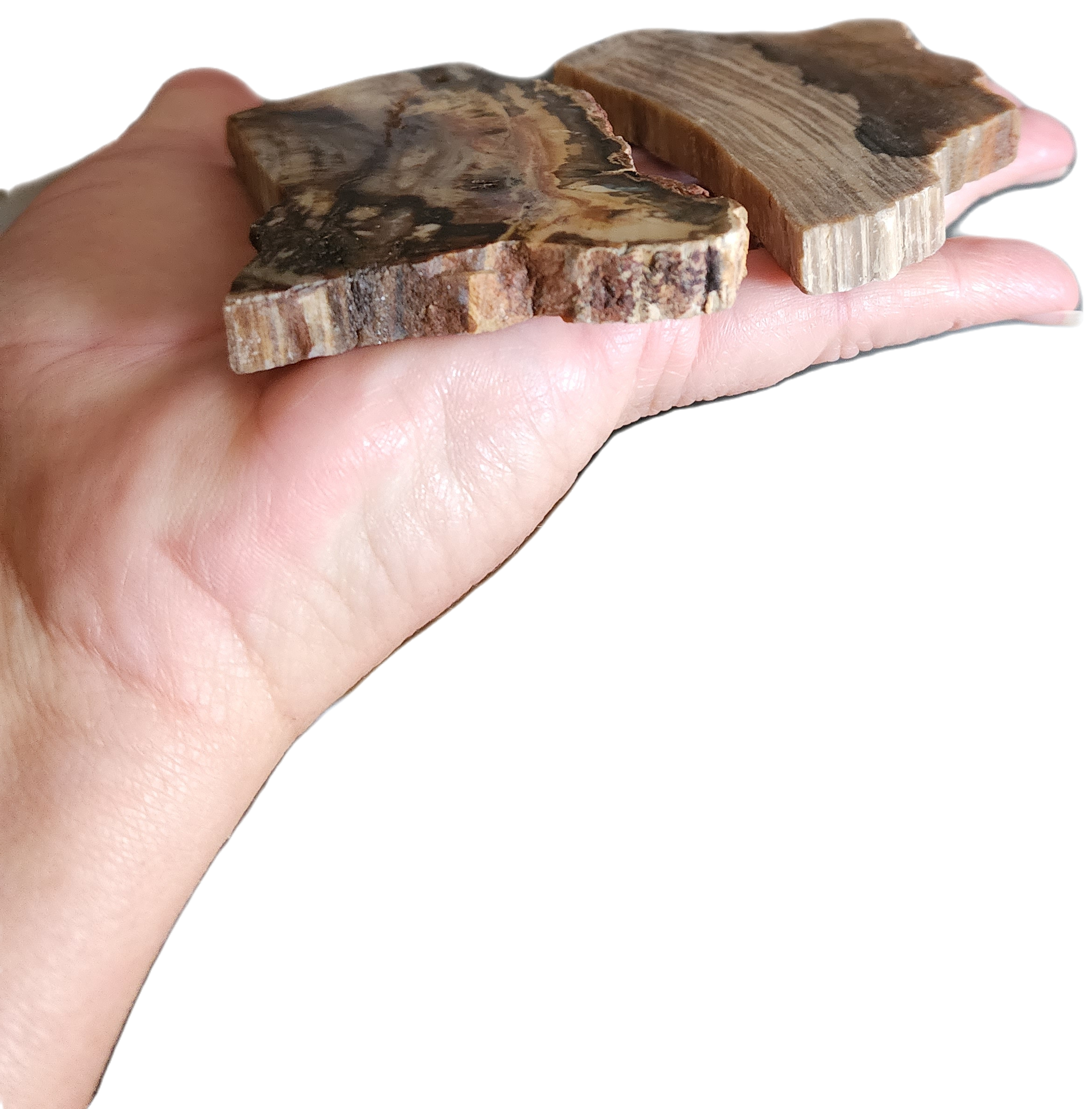 Petrified Wood Slabs, Fossils
