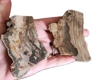 Petrified Wood Slabs, Fossils
