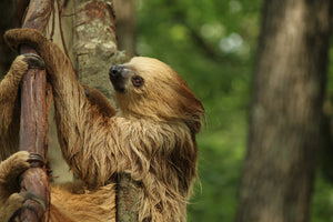 X - ADOPTED! Max the Sloth - Reserved for Laura