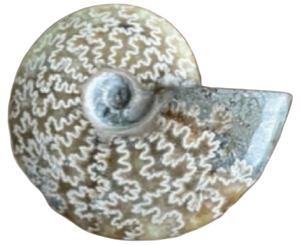 Huge! Beautiful Conch Ammonite Fossil