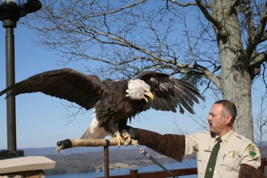 Iris the Giant Bald Eagle Spirit (Remote Bridging) - Gives You Insight, Intuition, Clairvoyance Manipulation