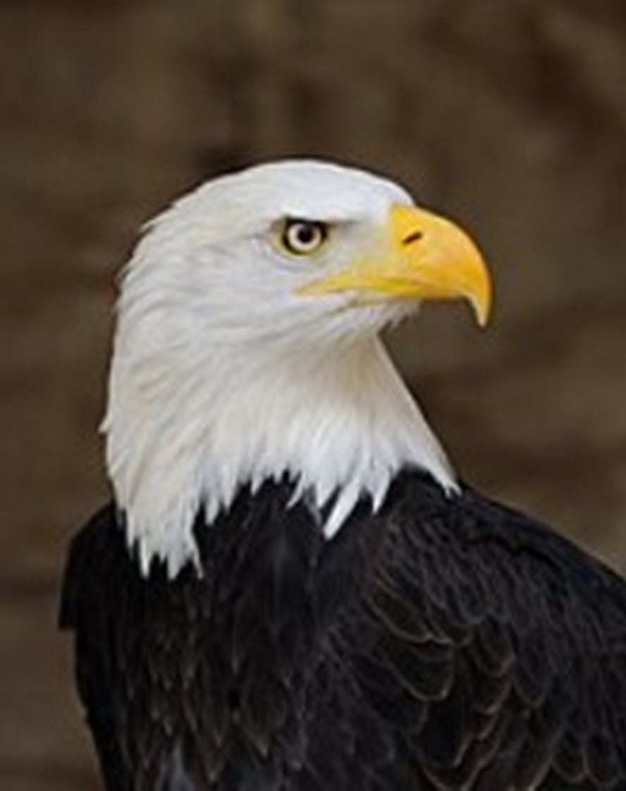 Iris the Giant Bald Eagle Spirit (Remote Bridging) - Gives You Insight, Intuition, Clairvoyance Manipulation