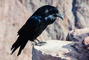 Razena the Raven Spirit - Helps You Transition & Start Anew with Ease