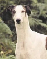 X - ADOPTED! - Hania the Animal Protector Greyhound