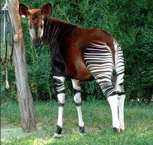 Aurora the Okapi Animal Spirit Remote Bridging