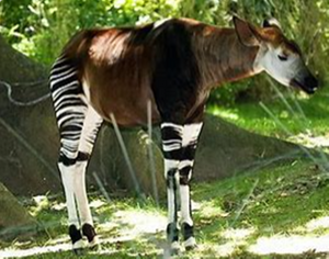 Aurora the Okapi Animal Spirit Remote Bridging